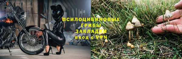 шишки Алзамай