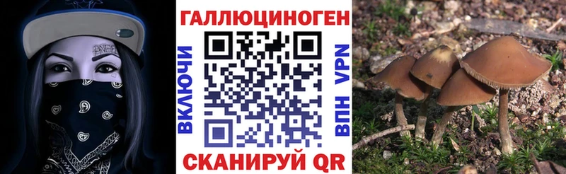 где купить наркоту  Порхов  Псилоцибиновые грибы прущие грибы 
